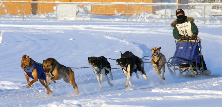 Heather Huson ’97, PhD racing her team of sled dogs in Fairbanks, Alaska in 2005