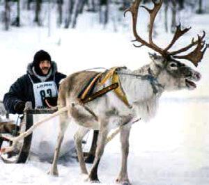 The start of the reindeer race in Rovaniemi in 1992