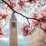 Magnolia trees in bloom near McGraw Tower in spring.