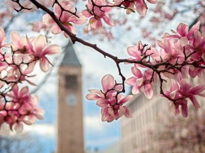 Magnolia trees in bloom near McGraw Tower in spring.