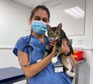 Maryna practices doing a physical exam on a cat at the Cornell Companion Animal Hospital in September 2021