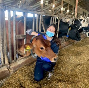 Maryna makes friends with a cow at the Teaching Dairy Barn at the Cornell College of Veterinary Medicine in October 2021