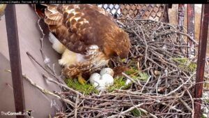 Big Red at the nest, with her four eggs