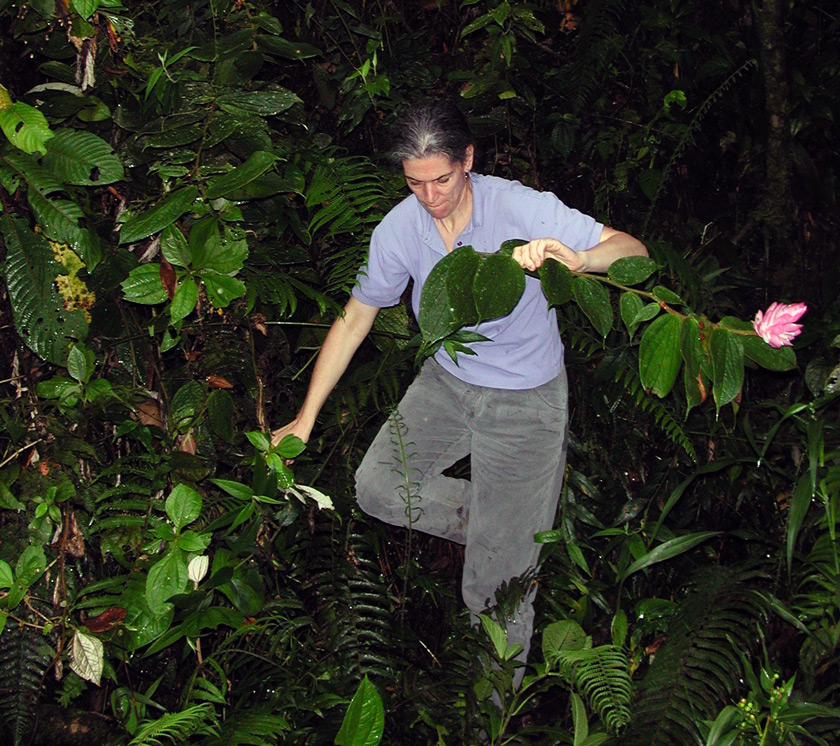 Sandy climbing up and over plants in Costa Rica