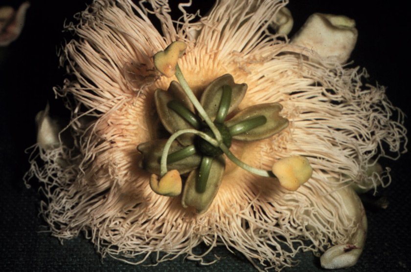 The passion flower Sandy found floating in the river and named Passiflora macdougaliana after her colleague John MacDougal Credit: Sandra Knapp