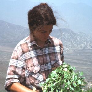 Sandy in the coastal region of Peru holding “a fabulous potato relative that comes up in the foggy season, Solanum montanum L.” Credit: James Mallet