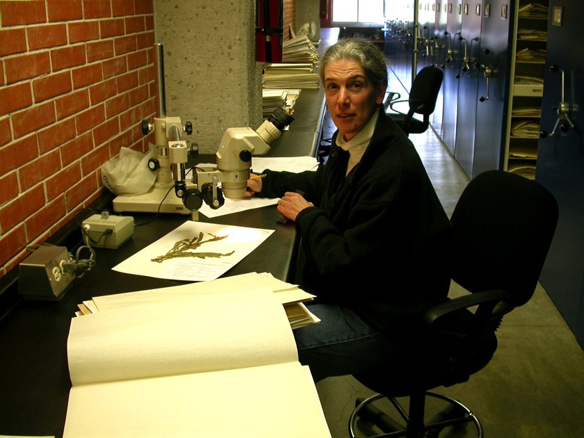 Sandy does a lot of work in herbaria, or collections of dried plants. “These are like huge physical databases,” she says. “Each specimen is a record of something that grew somewhere, sometime.” Credit: Gerrit Davidse