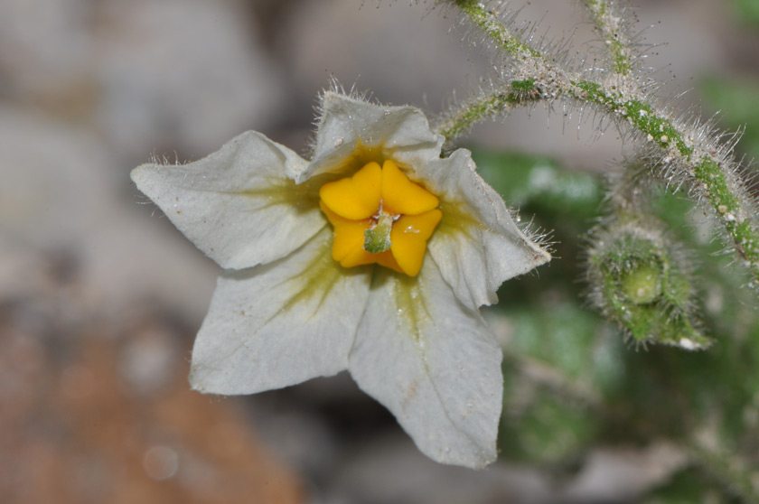 Solanum anomalostemon M.Nee & S.Knapp, a new species from the Apurimac Valley in Peru, named for its odd shaped anthers (the yellow parts). “It’s super interesting evolutionarily because it has no close relatives,” Sandy says. Credit: Sandra Knapp