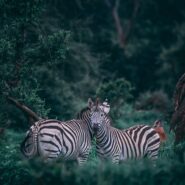 zebras in a wooded area
