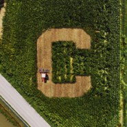 Cornell C in a cornfield