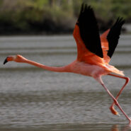 flamingo in flight