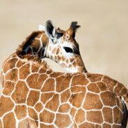 close up on a giraffe