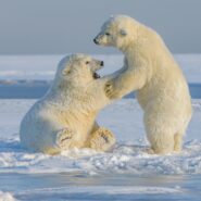 two baby polar bears grappling
