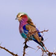 multi colored bird