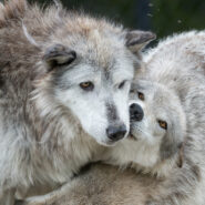 2 wolves playing