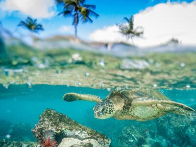 sea turtle in Hawaii