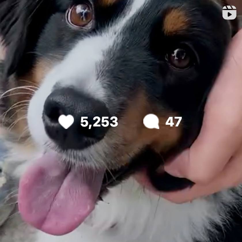 the-dogs-of-cornell-move-in-alumni-parents-and-friends-cornell