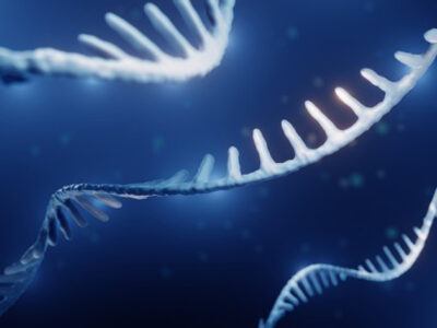 Weill Cornell Medicine researchers resolve mystery surrounding mRNAs