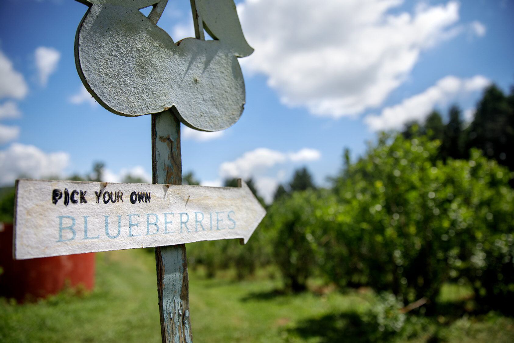 Pick-your-own blueberries sign at a farm in Upstate New York