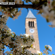 Clocktower surrounded by spring blooms