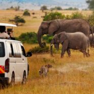 Kenya safari with Cornell Alumni Travel