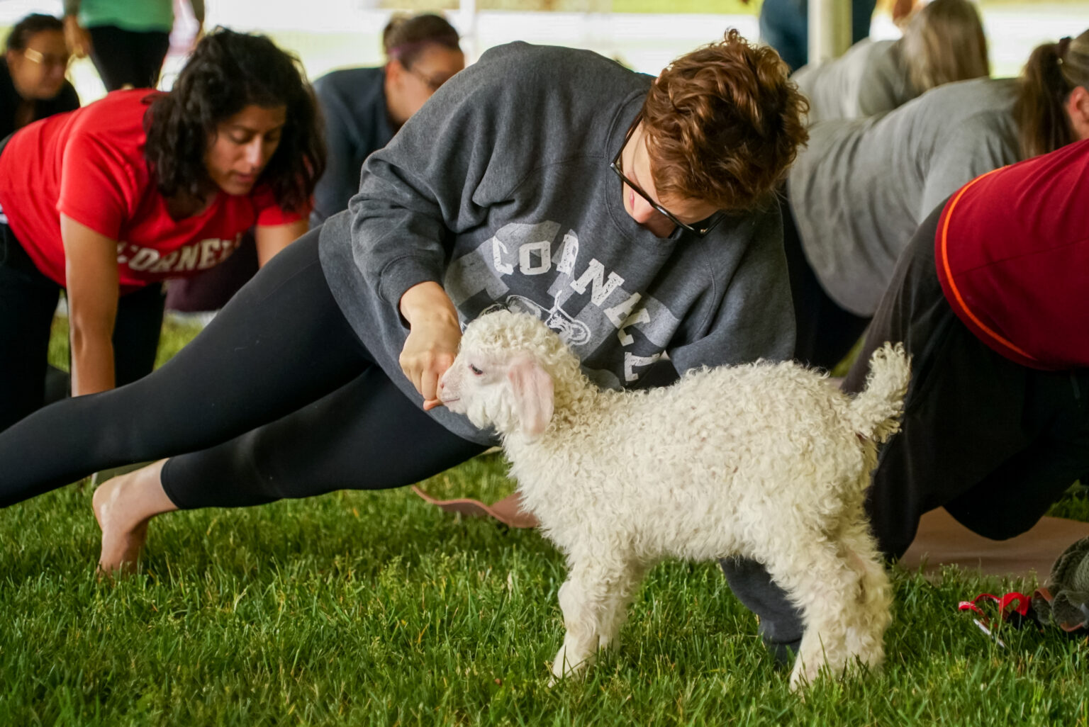 goat-yoga-returns-to-the-ag-quad-for-reunion-alumni-parents-and