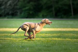 A selective focus shot of an adorable brown Weimaraner dog