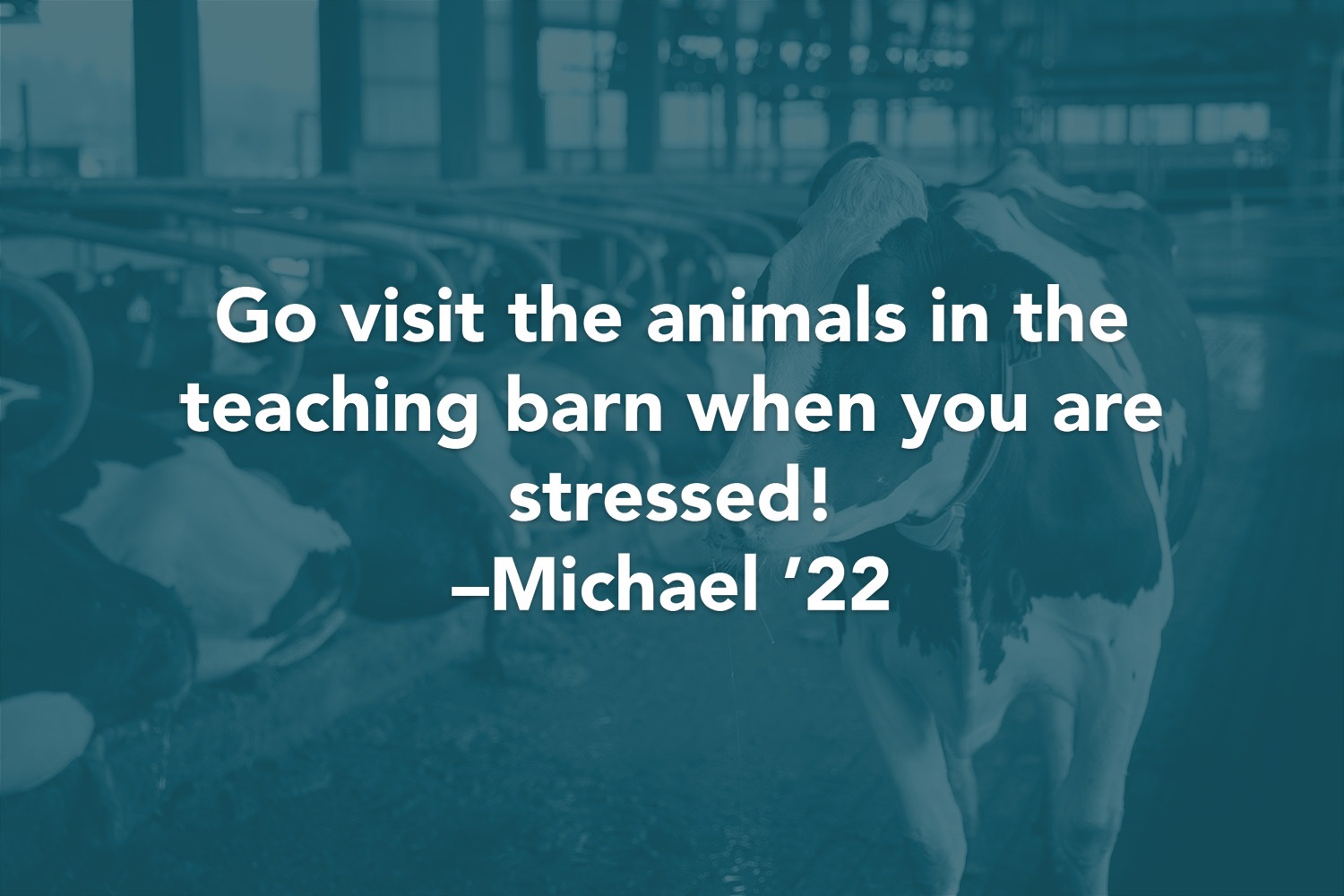 Quote: Go visit the animals in the teaching barn when you are stressed! -Michael '22