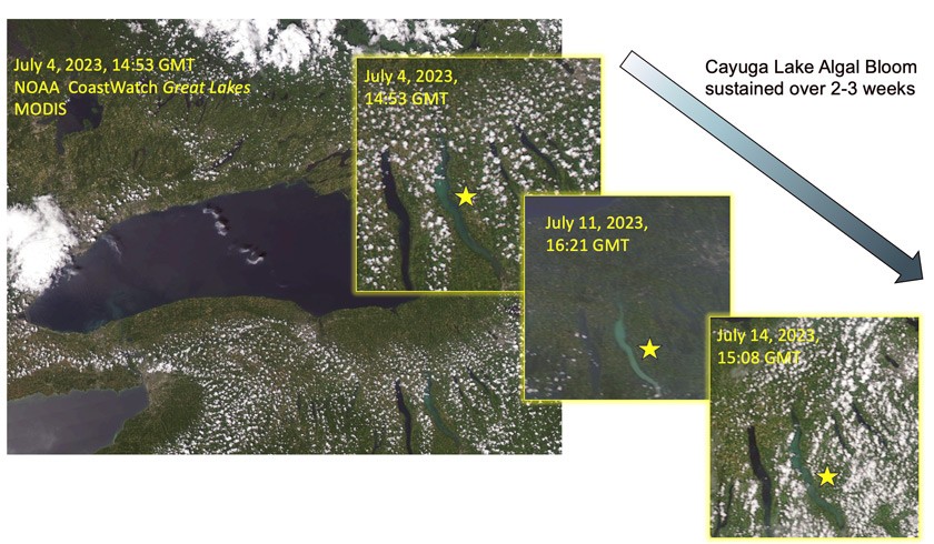 Recent algal blooms in Cayuga Lake as captured via satellite imaging from NOAA MODIS. Cascadilla Creek is one of several of the southern tributaries that feed into the lake.