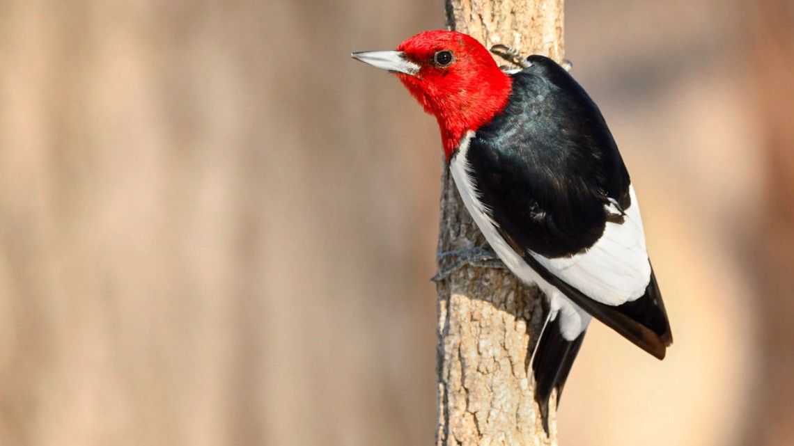 Great Backyard Bird Count Takes Flight Feb. 16 - Alumni, Parents, And 