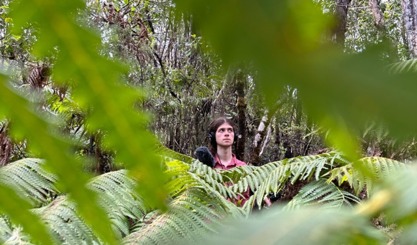 Lucas Fink ’26 spent two days searching for a UFO (“unidentified falsetto orthopteran”) amidst the tree ferns and giant ‘ōhi‘a lehua trees of Hakalau Forest National Wildlife Refuge.