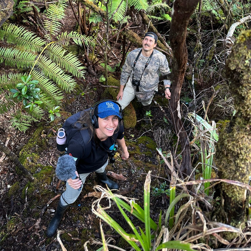 Gianna Haro and Juan de Dios Morales search for the cricket in Hakalau Reserve using shotgun microphones.