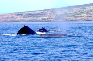 Whales off the Kohala Coast of Hawaiʻi Island