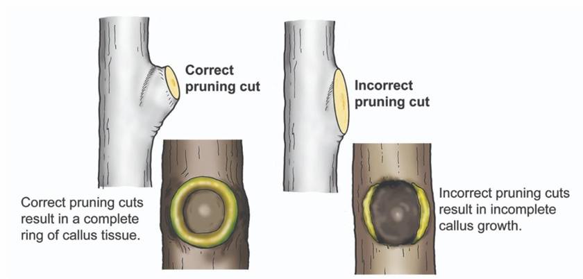 How to prune