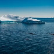 Whales by the Icefjord in Illulissat Greenland.
