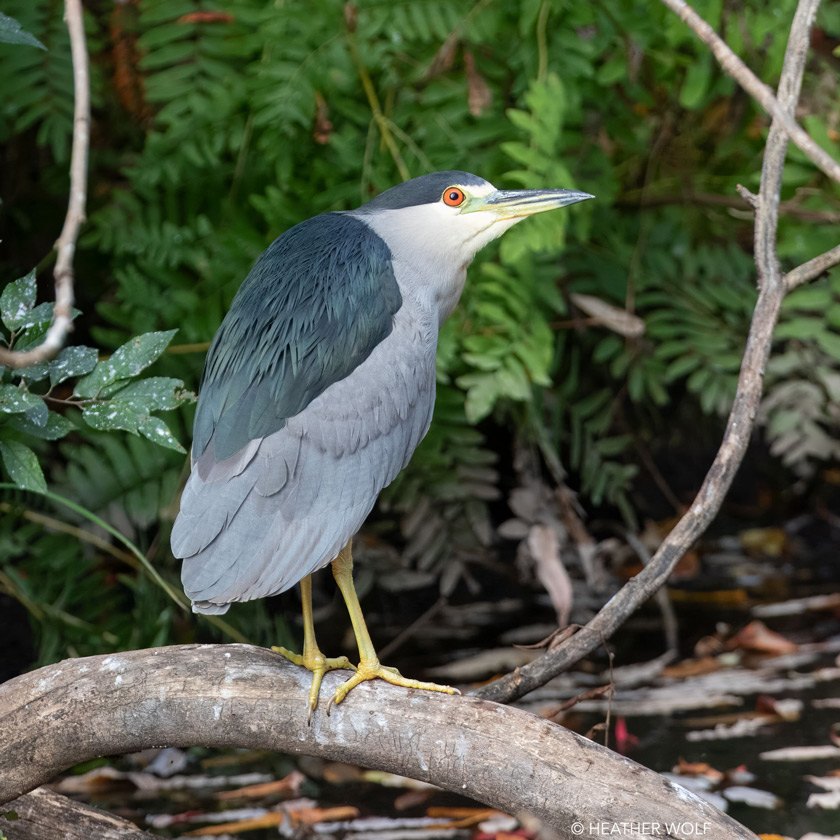 Find more birds with tips from the Cornell Lab - Alumni, parents, and