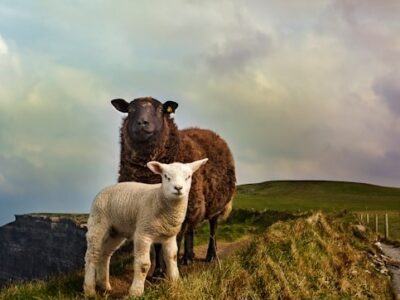 Two sheep in the Irish countryside