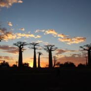 Giant baobab trees in Madagascar