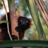 Rainforest Lemur