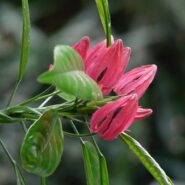 Rainforest flower