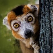 Lemur in Madagascar