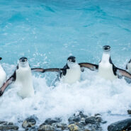 Penguins in Antarctica