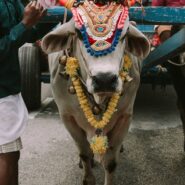 Sacred cow decorated with floral headdress