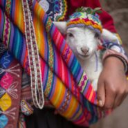 Sights seen in Peru with Cornell Alumni Travel