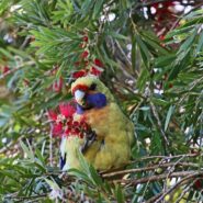 Eastern Rosella parrot