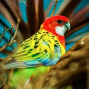 Eastern Rosella parrot