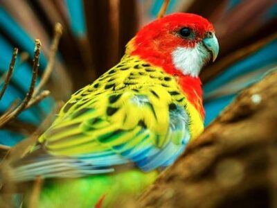 Eastern Rosella parrot