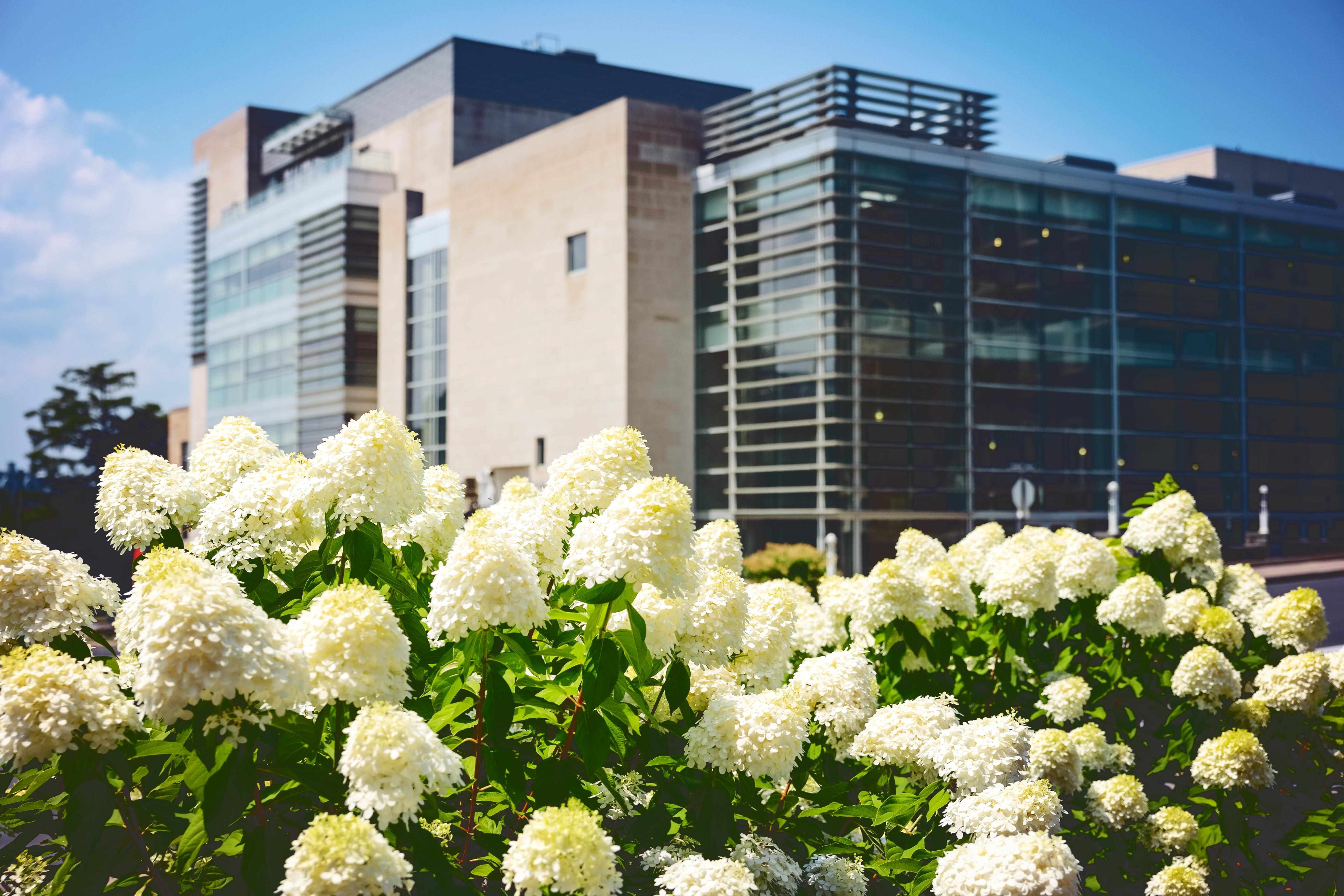 Hydrangeas in front of Statler Hall.