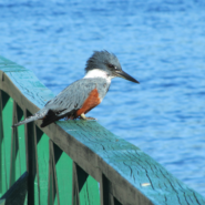 Kingfisher in Chile