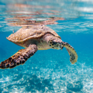 A sea turtle in the Galapagos with Cornell Alumni Travel